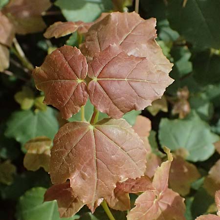 Acer obtusifolium \ Syrischer Ahorn / Syrian Maple, Zypern/Cyprus Xyliatos 26.3.2025