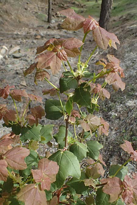 Acer obtusifolium \ Syrischer Ahorn / Syrian Maple, Zypern/Cyprus Xyliatos 26.3.2025
