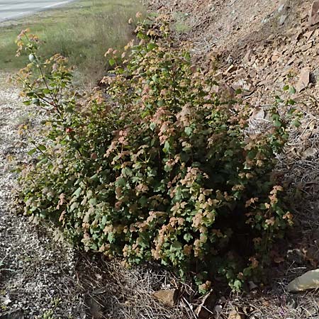 Acer obtusifolium \ Syrischer Ahorn / Syrian Maple, Zypern/Cyprus Xyliatos 26.3.2025