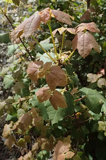 Acer obtusifolium \ Syrischer Ahorn / Syrian Maple, Zypern/Cyprus Xyliatos 26.3.2025