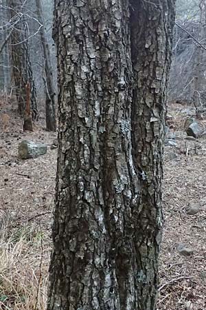 Alnus orientalis \ Orientalische Erle / Oriental Alder, Zypern/Cyprus Platres 28.3.2025