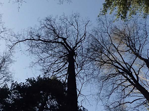 Alnus orientalis \ Orientalische Erle / Oriental Alder, Zypern/Cyprus Platres 28.3.2025