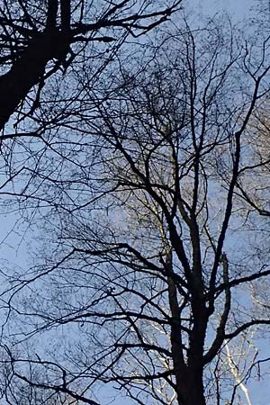 Alnus orientalis \ Orientalische Erle / Oriental Alder, Zypern/Cyprus Platres 28.3.2025