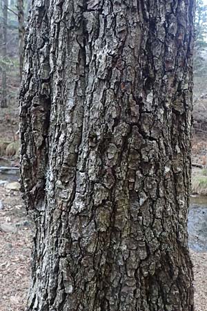 Alnus orientalis \ Orientalische Erle / Oriental Alder, Zypern/Cyprus Platres 28.3.2025