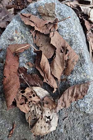 Alnus orientalis \ Orientalische Erle / Oriental Alder, Zypern/Cyprus Platres 28.3.2025