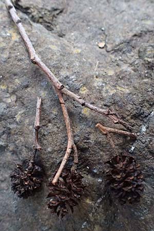 Alnus orientalis \ Orientalische Erle / Oriental Alder, Zypern/Cyprus Platres 28.3.2025