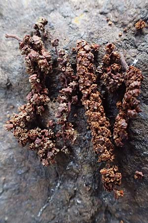 Alnus orientalis \ Orientalische Erle / Oriental Alder, Zypern/Cyprus Platres 28.3.2025