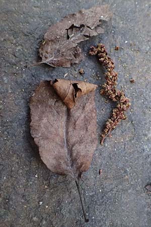 Alnus orientalis \ Orientalische Erle / Oriental Alder, Zypern/Cyprus Platres 28.3.2025