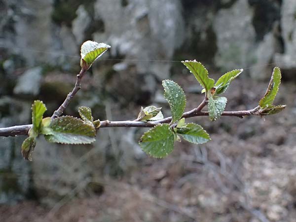 Alnus orientalis \ Orientalische Erle / Oriental Alder, Zypern/Cyprus Platres 28.3.2025