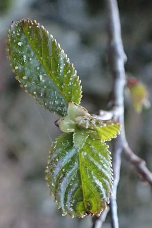 Alnus orientalis \ Orientalische Erle / Oriental Alder, Zypern/Cyprus Platres 28.3.2025