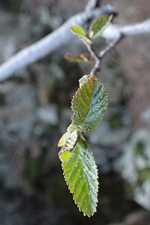 Alnus orientalis \ Orientalische Erle / Oriental Alder, Zypern/Cyprus Platres 28.3.2025