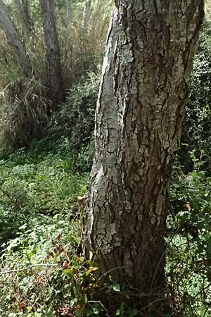 Alnus orientalis \ Orientalische Erle / Oriental Alder, Zypern/Cyprus Prov.  Paphos,  Episkopi 31.3.2025