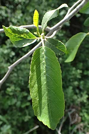 Alnus orientalis \ Orientalische Erle / Oriental Alder, Zypern/Cyprus Prov.  Paphos,  Episkopi 31.3.2025