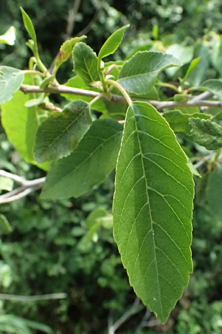 Alnus orientalis \ Orientalische Erle / Oriental Alder, Zypern/Cyprus Prov.  Paphos,  Episkopi 31.3.2025