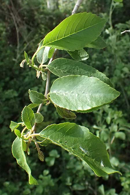 Alnus orientalis \ Orientalische Erle / Oriental Alder, Zypern/Cyprus Prov.  Paphos,  Episkopi 31.3.2025