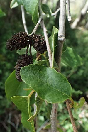 Alnus orientalis \ Orientalische Erle / Oriental Alder, Zypern/Cyprus Prov.  Paphos,  Episkopi 31.3.2025
