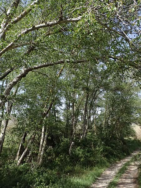 Alnus orientalis \ Orientalische Erle / Oriental Alder, Zypern/Cyprus Prov.  Paphos,  Episkopi 31.3.2025