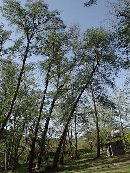Alnus orientalis \ Orientalische Erle / Oriental Alder, Zypern/Cyprus Prov.  Paphos,  Episkopi 31.3.2025