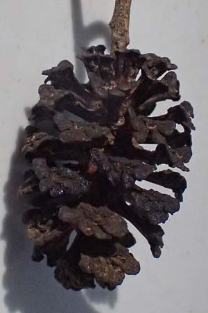 Alnus orientalis \ Orientalische Erle / Oriental Alder, Zypern/Cyprus Prov.  Paphos,  Episkopi 31.3.2025