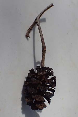 Alnus orientalis \ Orientalische Erle / Oriental Alder, Zypern/Cyprus Prov.  Paphos,  Episkopi 31.3.2025