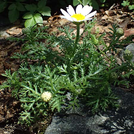 Anthemis palaestina \ Pal�stinensische Hundskamille / Palestine Chamomile, Zypern/Cyprus Galata 24.3.2025