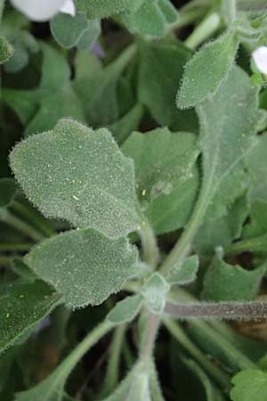 Arabis purpurea \ Purpur-G�nsekresse / Cyprus Rose-Flowered Rock-Cress, Zypern/Cyprus Madari 26.3.2025