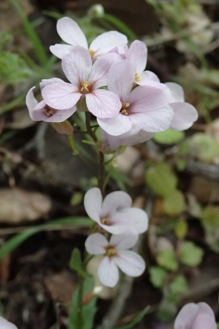 Arabis purpurea \ Purpur-G�nsekresse / Cyprus Rose-Flowered Rock-Cress, Zypern/Cyprus Madari 26.3.2025