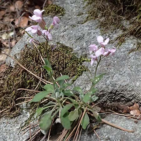 Arabis purpurea \ Purpur-G�nsekresse / Cyprus Rose-Flowered Rock-Cress, Zypern/Cyprus Platres 28.3.2025