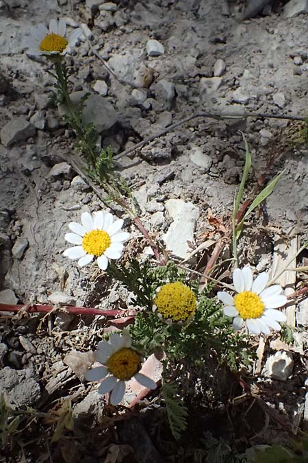 Anthemis palaestina \ Pal�stinensische Hundskamille / Palestine Chamomile, Zypern/Cyprus Prov. Paphos, Episkopi 31.3.2025