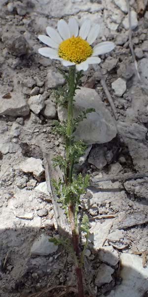 Anthemis palaestina \ Pal�stinensische Hundskamille / Palestine Chamomile, Zypern/Cyprus Prov. Paphos, Episkopi 31.3.2025