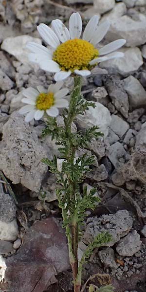Anthemis palaestina \ Pal�stinensische Hundskamille / Palestine Chamomile, Zypern/Cyprus Prov. Paphos, Episkopi 31.3.2025