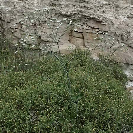 Scaligeria napiformis \ Kretische Erdkastanie / Scaligeria, Zypern/Cyprus Kato Archimandrita 1.4.2025