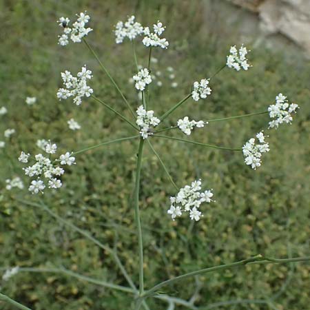 Scaligeria napiformis \ Kretische Erdkastanie / Scaligeria, Zypern/Cyprus Kato Archimandrita 1.4.2025