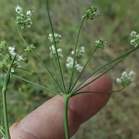 Scaligeria napiformis \ Kretische Erdkastanie / Scaligeria, Zypern/Cyprus Kato Archimandrita 1.4.2025