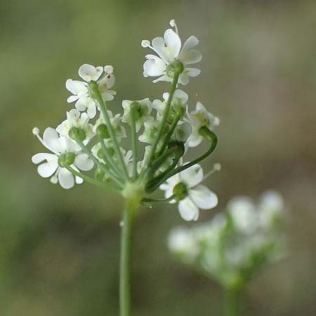 Scaligeria napiformis \ Kretische Erdkastanie / Scaligeria, Zypern/Cyprus Kato Archimandrita 1.4.2025