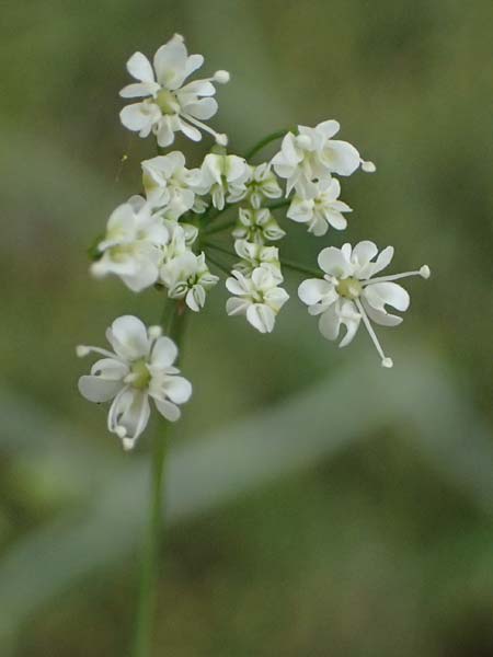 Scaligeria napiformis \ Kretische Erdkastanie / Scaligeria, Zypern/Cyprus Kato Archimandrita 1.4.2025