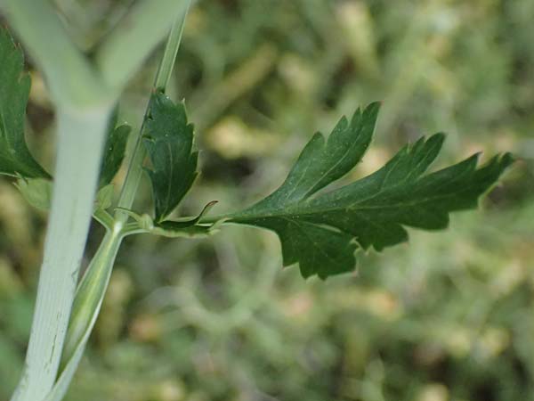 Scaligeria napiformis \ Kretische Erdkastanie / Scaligeria, Zypern/Cyprus Kato Archimandrita 1.4.2025