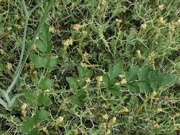 Scaligeria napiformis \ Kretische Erdkastanie / Scaligeria, Zypern/Cyprus Kato Archimandrita 1.4.2025