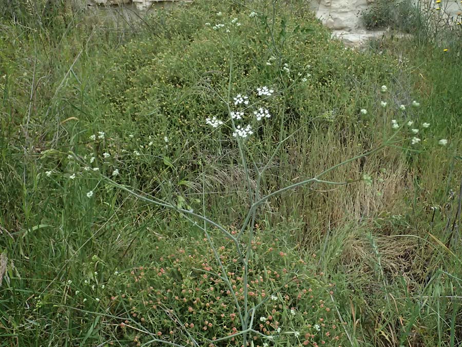 Scaligeria napiformis \ Kretische Erdkastanie / Scaligeria, Zypern/Cyprus Kato Archimandrita 1.4.2025
