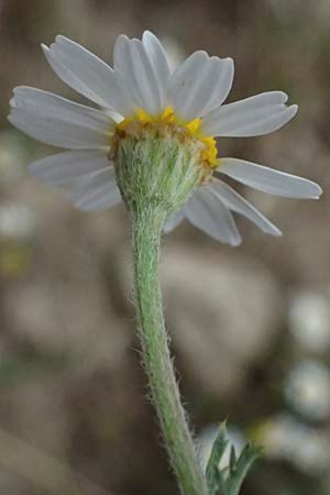 Anthemis palaestina \ Pal�stinensische Hundskamille / Palestine Chamomile, Zypern/Cyprus Kato Archimandrita 1.4.2025