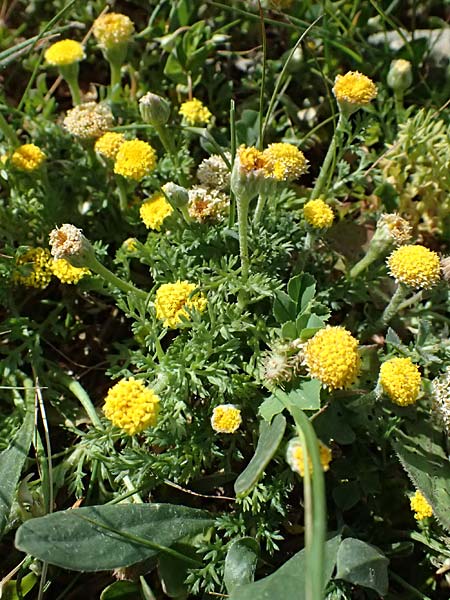 Anthemis rigida \ Steife Hundskamille, Zypern Akamas, Neo Chorio 20.3.2025