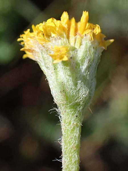 Anthemis rigida \ Steife Hundskamille, Zypern Akamas, Neo Chorio 20.3.2025