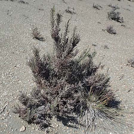 Salicornia fruticosa \ Strauchige Gliedermelde / Glasswort, Zypern/Cyprus Akrotiri 23.3.2025