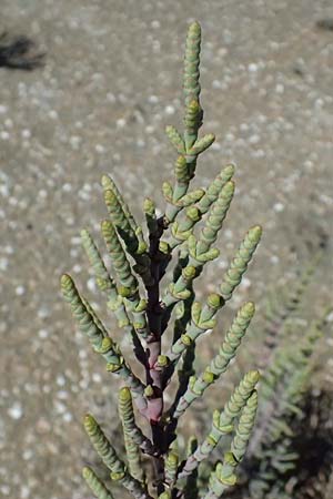 Salicornia fruticosa \ Strauchige Gliedermelde / Glasswort, Zypern/Cyprus Akrotiri 23.3.2025