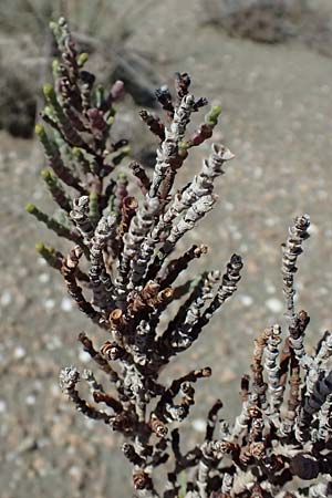 Salicornia fruticosa \ Strauchige Gliedermelde / Glasswort, Zypern/Cyprus Akrotiri 23.3.2025