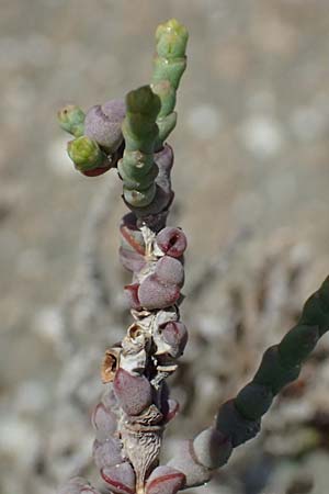 Salicornia fruticosa \ Strauchige Gliedermelde / Glasswort, Zypern/Cyprus Akrotiri 23.3.2025