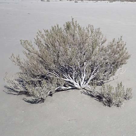 Salicornia fruticosa \ Strauchige Gliedermelde / Glasswort, Zypern/Cyprus Akrotiri 23.3.2025
