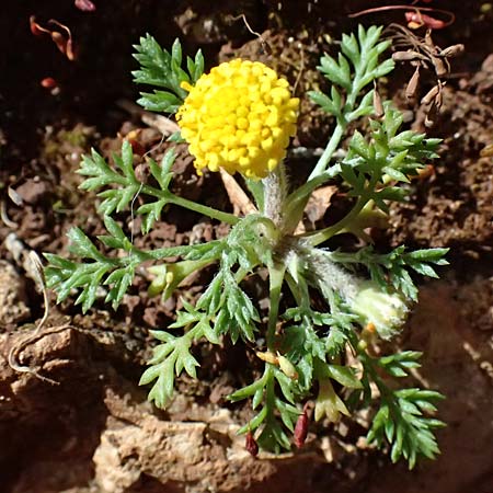 Anthemis rigida \ Steife Hundskamille, Zypern Baths of Aphrodite 27.3.2025