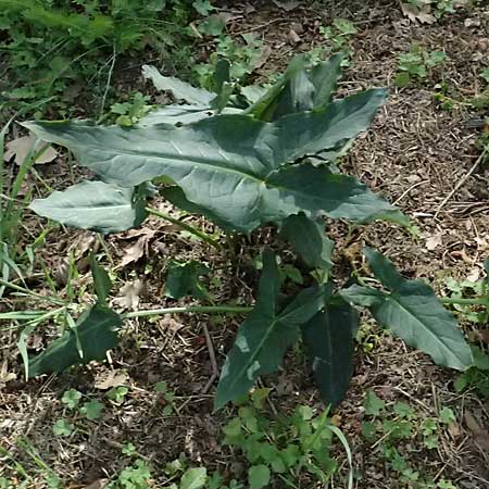 Arum sintenisii \ Sintenis-Aronstab / Sintenis' Arum, Zypern/Cyprus Prov.  Paphos,  Episkopi 31.3.2025
