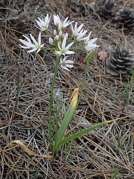 Allium trifoliatum \ Dreibl&auml;ttriger Lauch / Hirsute Garlic, Pink Garlic, Zypern/Cyprus Kato Archimandrita 1.4.2025